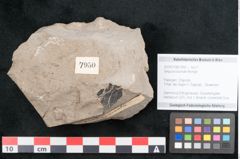 Foto (Objekt + Etikett) von Sequoia tournalii Brongn. (NHMW-GEO-2024-0188-7950)